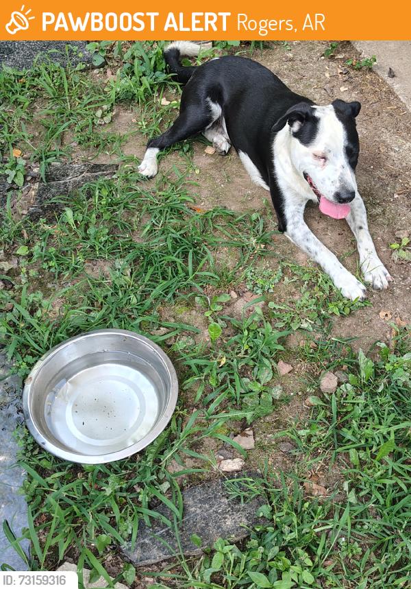 Found/Stray Male Dog last seen Neighborhood across from Malco, Rogers, AR 72756
