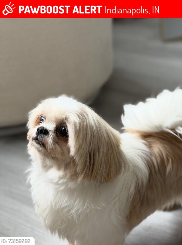 Lost Female Dog last seen Kroger E tenth E 11 th st, Indianapolis, IN 46219
