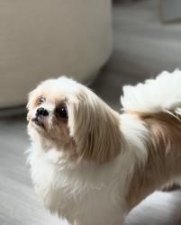 Lost Female Dog last seen Kroger E tenth E 11 th st, Indianapolis, IN 46219