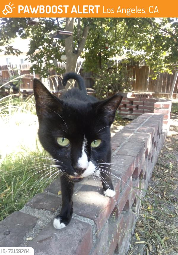 Found/Stray Unknown Cat last seen Kraft Avenue & Valley Spring - Studio City,CA, Los Angeles, CA 91604