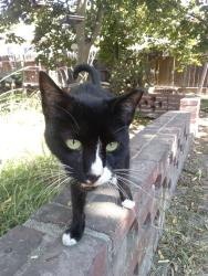 Found/Stray Unknown Cat last seen Kraft Avenue & Valley Spring - Studio City,CA, Los Angeles, CA 91604