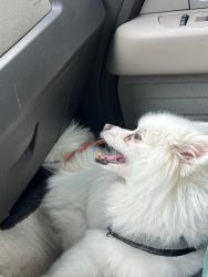 Reunited Female Dog last seen Near, Houston, TX 77070