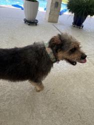 Found/Stray Female Dog last seen morton league, Richmond, TX 77406