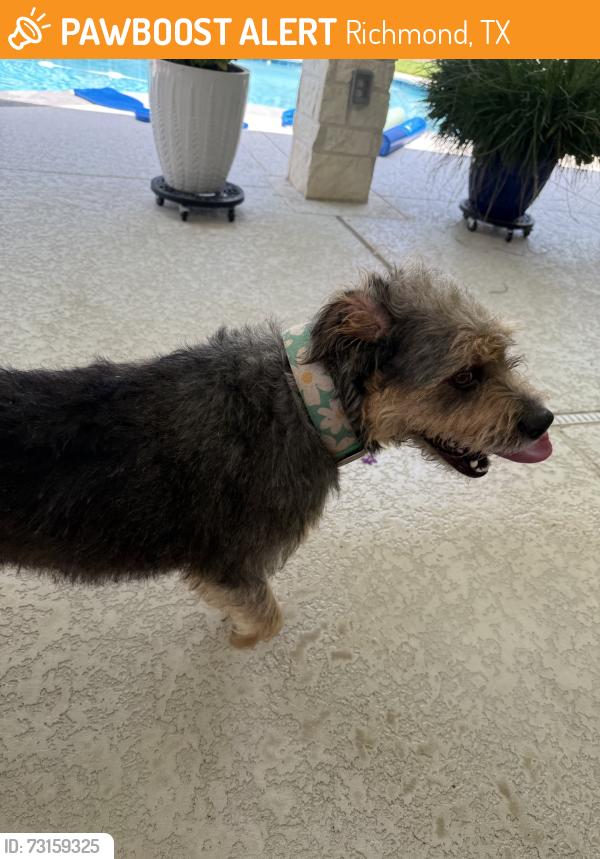 Found/Stray Female Dog last seen morton league, Richmond, TX 77406