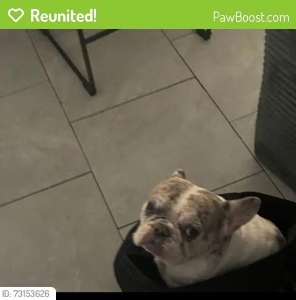 Reunited Male Dog last seen S 28th street, San Diego, CA 92113