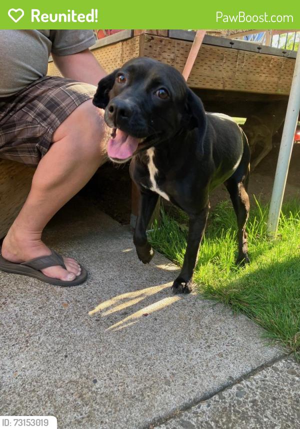 Reunited Female Dog last seen 57th and Freemont, Portland, OR 97213