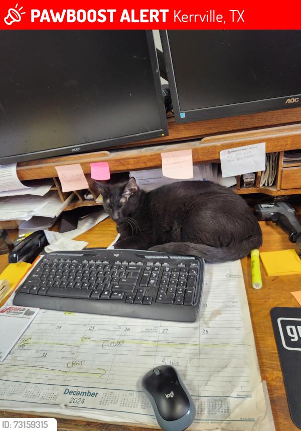 Lost Male Cat last seen Sidney Baker and River trail on G St., Kerrville, TX 78028
