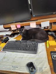 Lost Male Cat last seen Sidney Baker and River trail on G St., Kerrville, TX 78028