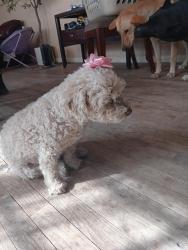 Lost Female Dog last seen Shawver park, El Paso, TX 79907