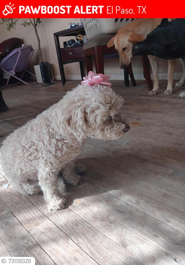 Lost Female Dog last seen Shawver park, El Paso, TX 79907