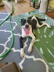 Found/Stray Female Dog last seen Hillgreen and Jeffcote, Conroe, TX 77303