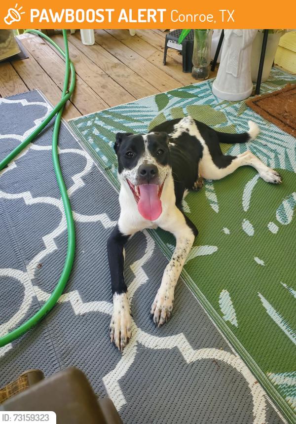 Found/Stray Female Dog last seen Hillgreen and Jeffcote, Conroe, TX 77303