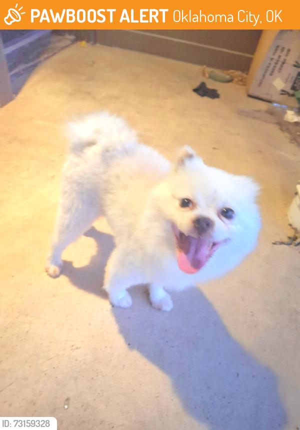 Found/Stray Male Dog last seen Near s. Woodward, okc., OK 73108, Oklahoma City, OK 73108