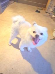 Found/Stray Male Dog last seen Near s. Woodward, okc., OK 73108, Oklahoma City, OK 73108