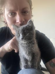 Reunited Female Cat last seen Woodpark blvd, Calgary, AB T2W 2S1
