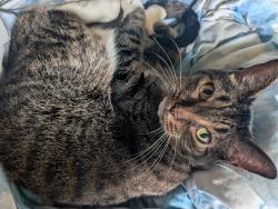 Reunited Female Cat last seen Trotter rd, Indianapolis, IN 46113