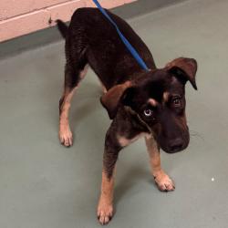 Shelter Stray Male Dog last seen , 2350 Appling City Cove, Memphis, TN 38133, USA