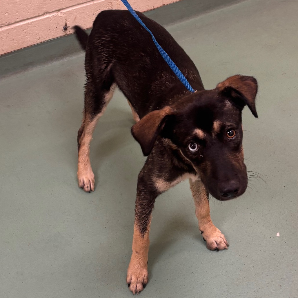 Shelter Stray Male Dog last seen , 2350 Appling City Cove, Memphis, TN 38133, USA