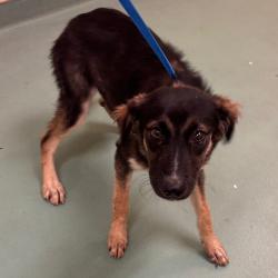 Shelter Stray Male Dog last seen , 2350 Appling City Cove, Memphis, TN 38133, USA
