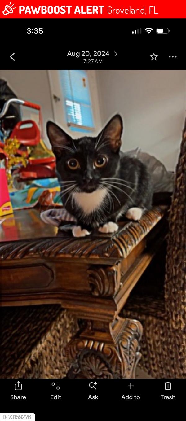 Lost Female Cat last seen Near silverthorn place, Groveland, FL 34736