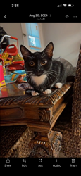 Lost Female Cat last seen Near silverthorn place, Groveland, FL 34736