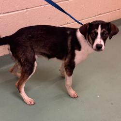 Shelter Stray Female Dog last seen , 2350 Appling City Cove, Memphis, TN 38133, USA