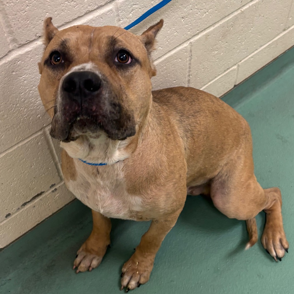 Shelter Stray Male Dog last seen , 2350 Appling City Cove, Memphis, TN 38133, USA