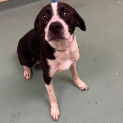 Shelter Stray Male Dog last seen , 2350 Appling City Cove, Memphis, TN 38133, USA