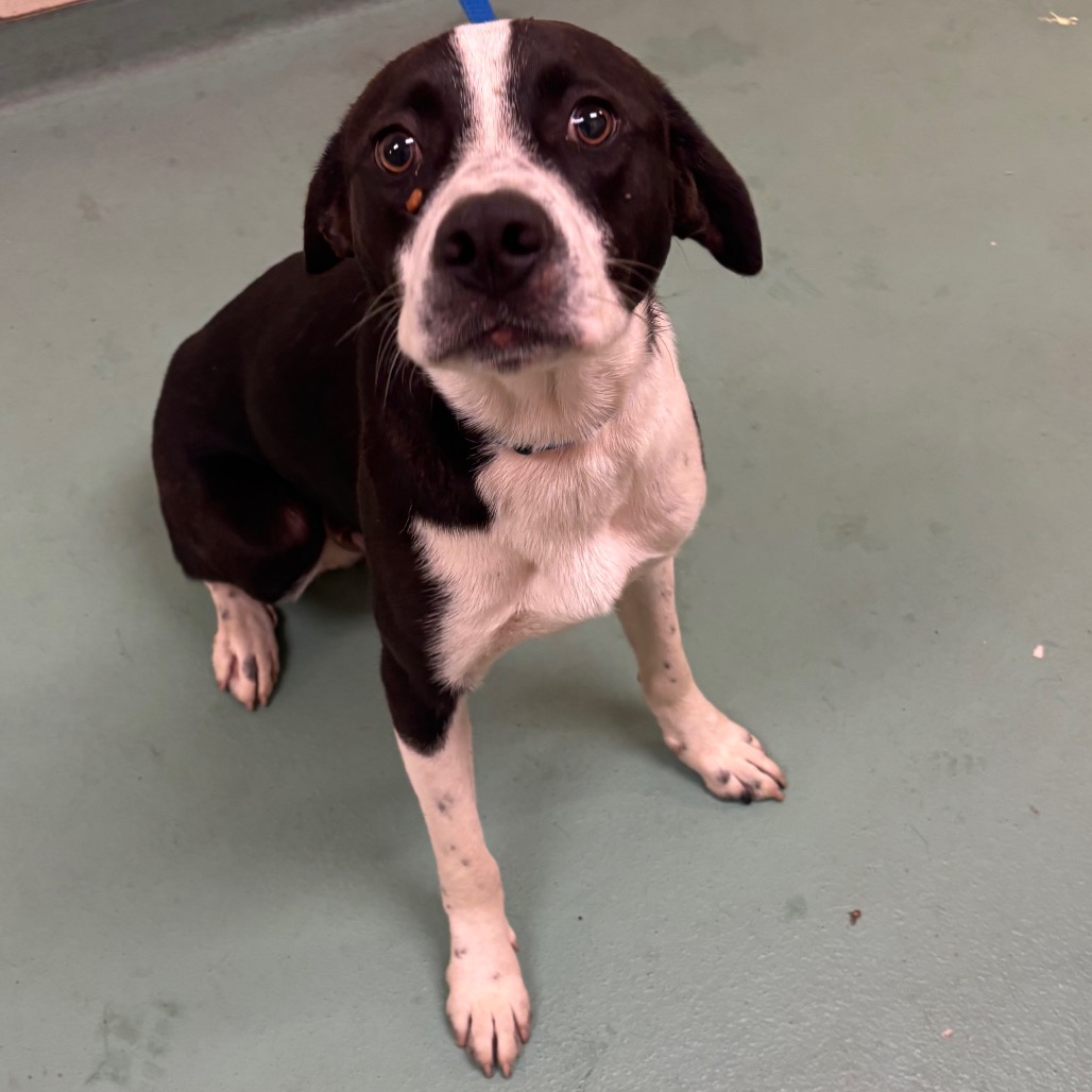 Shelter Stray Male Dog last seen , 2350 Appling City Cove, Memphis, TN 38133, USA