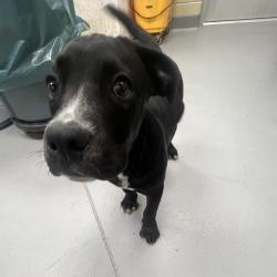Shelter Stray Male Dog last seen , 4900 Milgen Rd, Columbus, GA 31907, USA