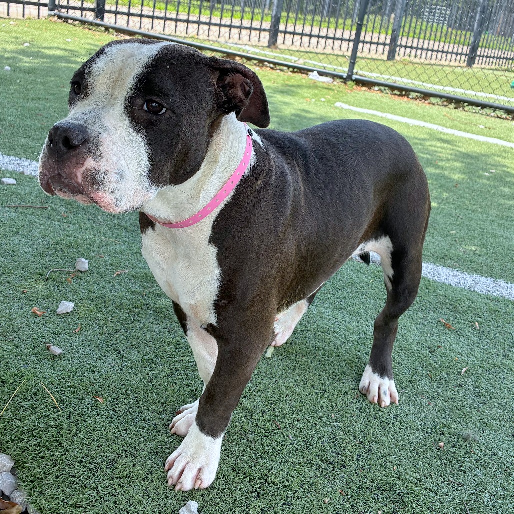 Shelter Stray Female Dog last seen , 2350 Appling City Cove, Memphis, TN 38133, USA