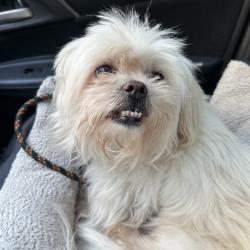 Shelter Stray Male Dog last seen , Animal Care & Control Team of Philly, 111 W Hunting Park Ave, Philadelphia, PA 19140, USA