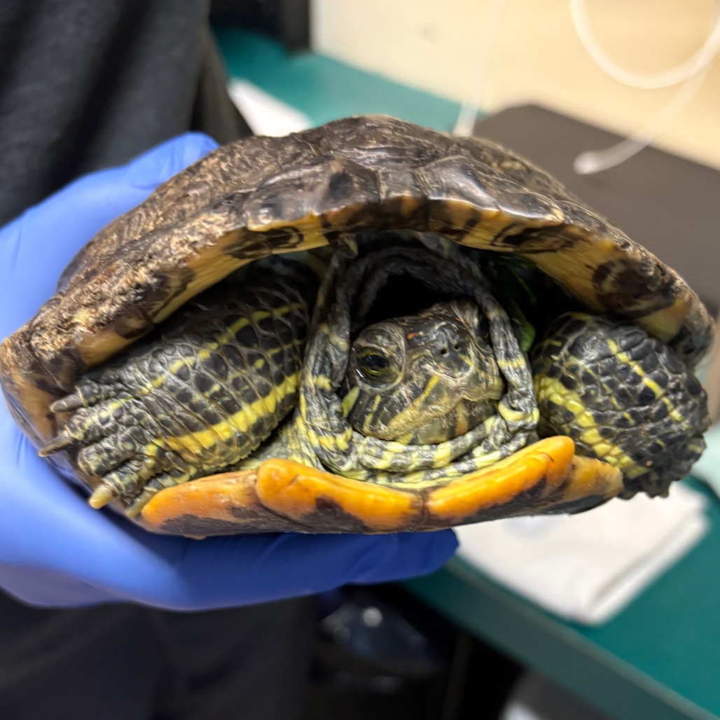 Shelter Stray Unknown Other last seen , 361 S Raymond Ave, Pasadena, CA 91105, USA