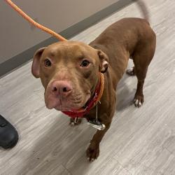 Shelter Stray Male Dog last seen , Animal Care & Control Team of Philly, 111 W Hunting Park Ave, Philadelphia, PA 19140, USA