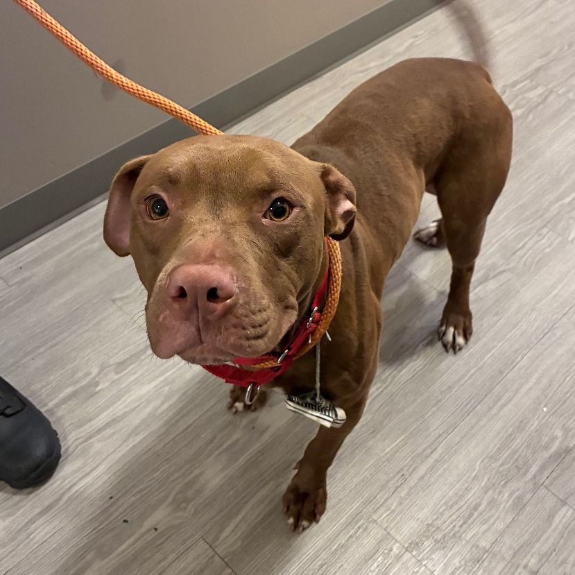 Shelter Stray Male Dog last seen , Animal Care & Control Team of Philly, 111 W Hunting Park Ave, Philadelphia, PA 19140, USA