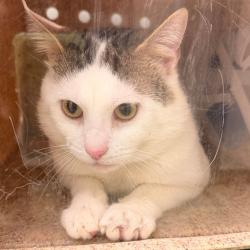 Shelter Stray Male Cat last seen , Animal Care & Control Team of Philly, 111 W Hunting Park Ave, Philadelphia, PA 19140, USA