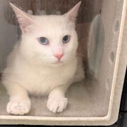 Shelter Stray Male Cat last seen , Animal Care & Control Team of Philly, 111 W Hunting Park Ave, Philadelphia, PA 19140, USA