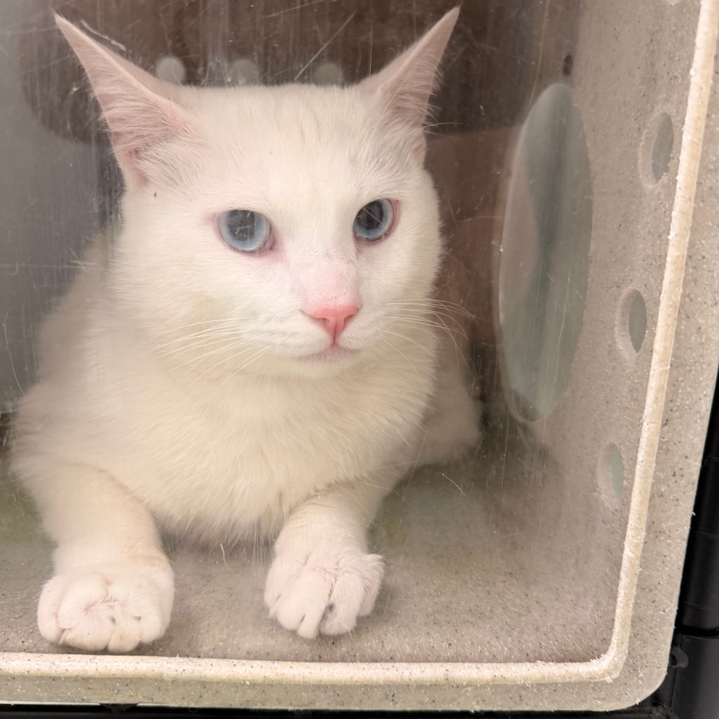 Shelter Stray Male Cat last seen , Animal Care & Control Team of Philly, 111 W Hunting Park Ave, Philadelphia, PA 19140, USA