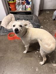 Reunited Female Dog last seen elm and thermal, San Diego, CA 92154