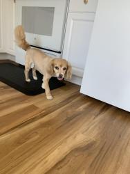 Lost Female Dog last seen NE 108th & NE Klickitat St, Portland, OR 97220