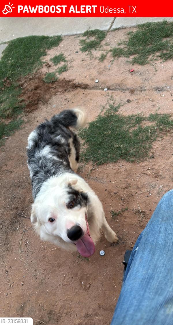 Lost Male Dog last seen Near Avenue c Odessa tx, Odessa, TX 79763