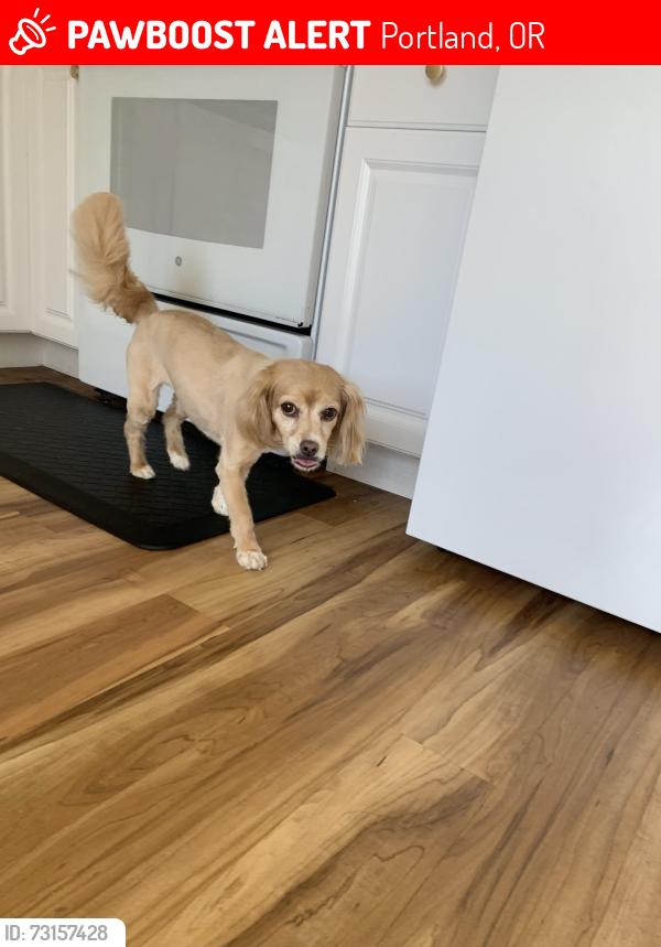 Lost Female Dog last seen NE 108th & NE Klickitat St, Portland, OR 97220