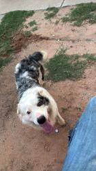 Lost Male Dog last seen Near Avenue c Odessa tx, Odessa, TX 79763