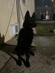 Lost Female Dog last seen Garvin Avenue, Richmond, CA 94805