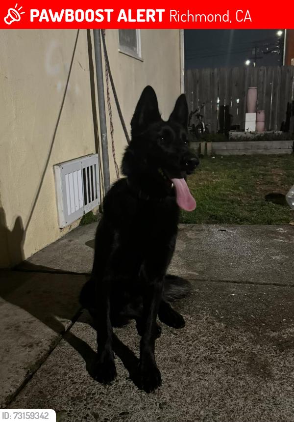 Lost Female Dog last seen Garvin Avenue, Richmond, CA 94805