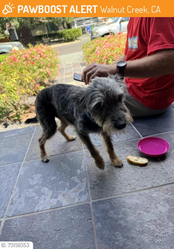 Found/Stray Male Dog last seen Newell Ave, Walnut Creek, CA 94595