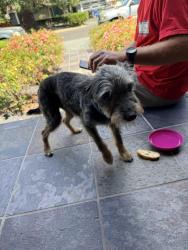 Found/Stray Male Dog last seen Newell Ave, Walnut Creek, CA 94595