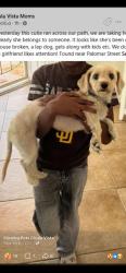 Reunited Female Dog last seen Palomar St, Chula Vista, CA 91911, USA, Chula Vista, CA 91911