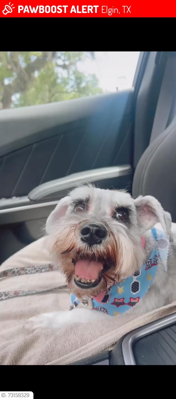 Lost Female Dog last seen E 2nd st before Westbrook Ln, Elgin, TX 78621