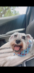 Lost Female Dog last seen E 2nd st before Westbrook Ln, Elgin, TX 78621